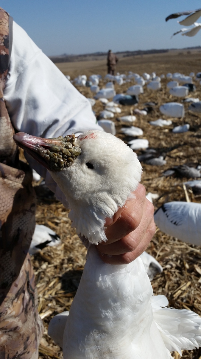 Missouri Snow Goose Hunting Photo